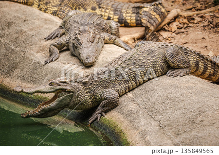 Crocodile resting on rocky riverbank with open jaws and sharp teeth near green water in tropical wildlife habitat Crocodile resting on rocky riverbank with open jaws and sharp teeth near green water in tropical wildlife habitat 135849565
