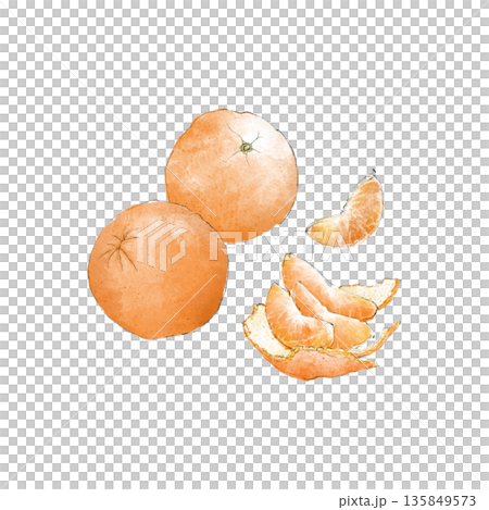 椪柑的水彩插圖 椪柑的水彩插圖 135849573