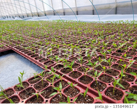 Young Green Chili Pepper Seedlings Growing in Plastic Seedling Trays Inside a Greenhouse During Early Spring 135849617