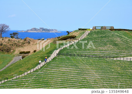 野母崎のスイセンと軍艦島 135849648