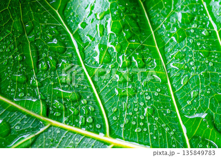 Water drop on a leaf after rain in a garden Water drop on a leaf after rain in a garden 135849783