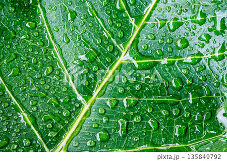 Water drop on a leaf after rain in a garden 135849792