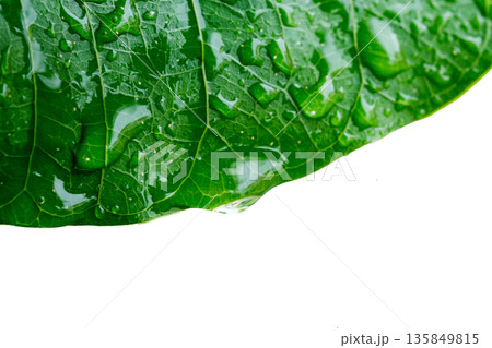 Water drop on a leaf after rain in a garden Water drop on a leaf after rain in a garden 135849815