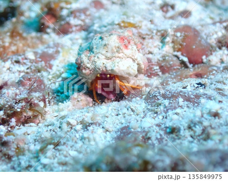 岩の上のヤドカリ 135849975