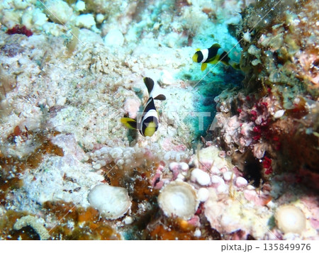 2匹のクマノミ 2匹のクマノミ 135849976