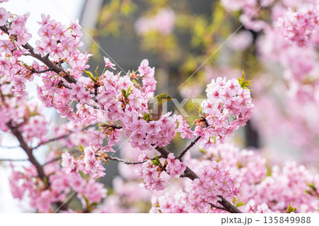 満開の桜の中で食事中のメジロ 135849988