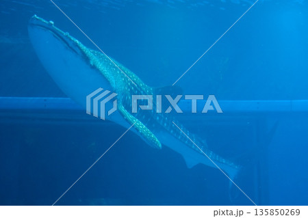 海の中を悠然と泳ぐジンベエザメの全身を撮影 海の中を悠然と泳ぐジンベエザメの全身を撮影 135850269
