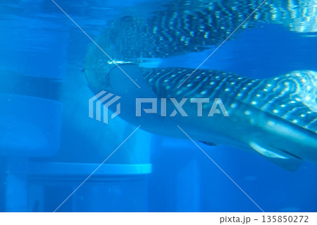 ジンベエザメの全身を後ろから撮影 135850272