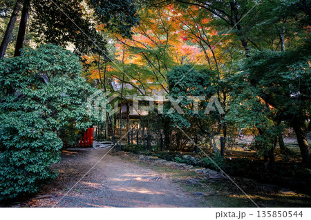 Nov 23 2025 Tranquil Joke en Japanese Garden in Kyoto Japan 135850544