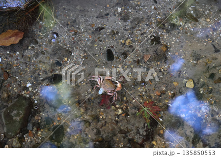 Nov 23 2025 Nara no Ogawa Stream Flowing Through Kamigamo Shrine 135850553