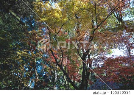 Nov 23 2025 Tranquil Joke en Japanese Garden in Kyoto Japan 135850554