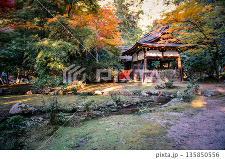 Nov 23 2025 Clear River Flowing Through Kamigamo Shrine Grounds 135850556