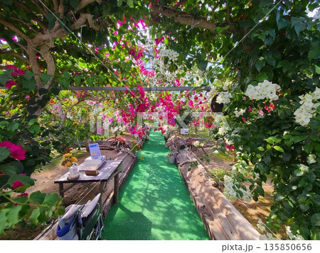ブーゲンビリアの花　素材　背景 135850656
