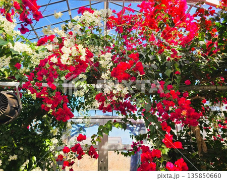 ブーゲンビリアの花 素材 背景 ブーゲンビリアの花 素材 背景 135850660