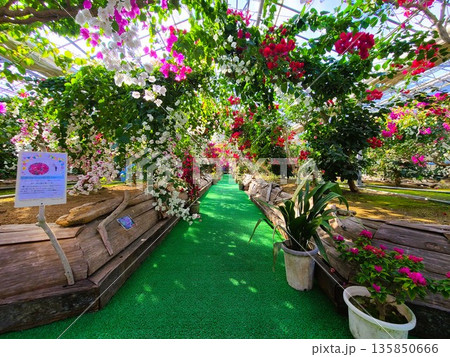ブーゲンビリアの花 素材 背景 ブーゲンビリアの花 素材 背景 135850666