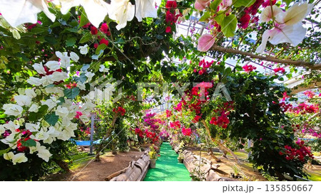 ブーゲンビリアの花　素材　背景 135850667