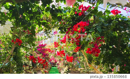 ブーゲンビリアの花　素材　背景 135850668
