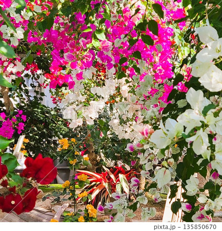 ブーゲンビリアの花 素材 背景 ブーゲンビリアの花 素材 背景 135850670