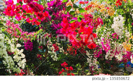 ブーゲンビリアの花　素材　背景 135850672