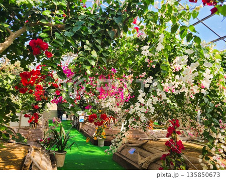 ブーゲンビリアの花　素材　背景 135850673