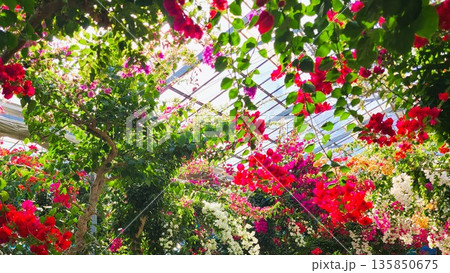 ブーゲンビリアの花 素材 背景 ブーゲンビリアの花 素材 背景 135850675