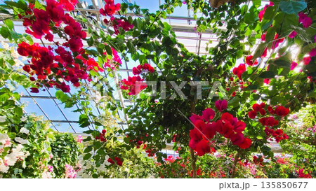 ブーゲンビリアの花　素材　背景 135850677