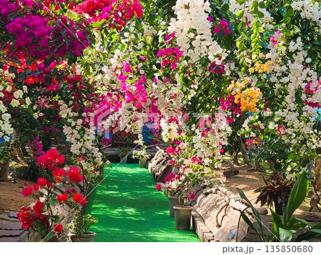 ブーゲンビリアの花 素材 背景 ブーゲンビリアの花 素材 背景 135850680