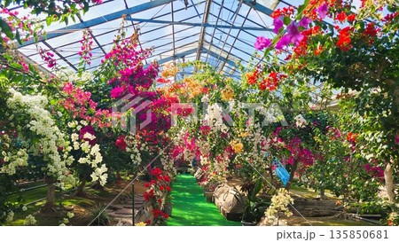 ブーゲンビリアの花　素材　背景 135850681