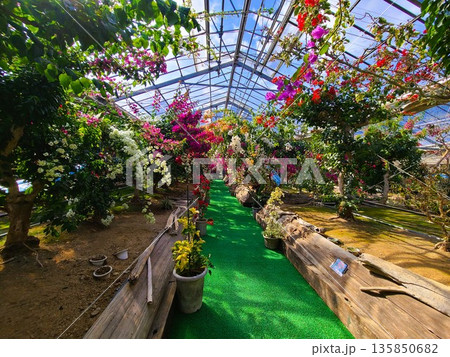 ブーゲンビリアの花　素材　背景 135850682