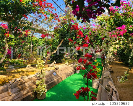 ブーゲンビリアの花　素材　背景 135850685