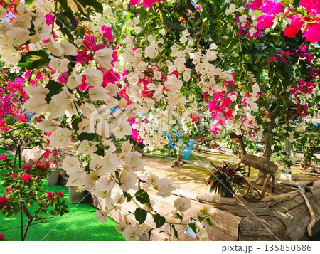 ブーゲンビリアの花 素材 背景 ブーゲンビリアの花 素材 背景 135850686
