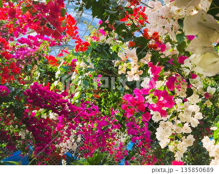 ブーゲンビリアの花 素材 背景 ブーゲンビリアの花 素材 背景 135850689