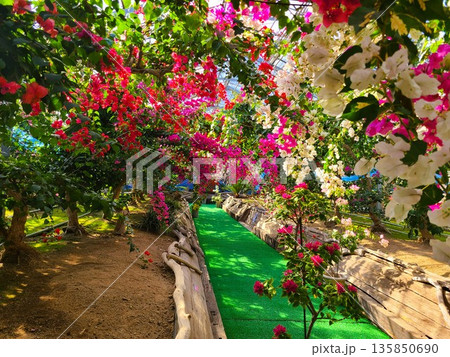 ブーゲンビリアの花　素材　背景 135850690