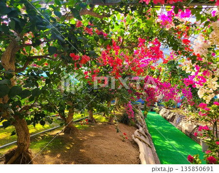 ブーゲンビリアの花　素材　背景 135850691