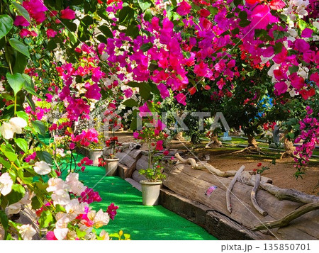 ブーゲンビリアの花　素材　背景 135850701