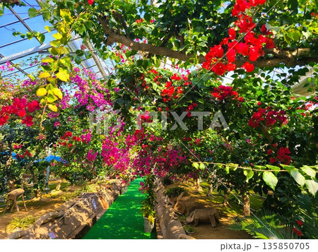 ブーゲンビリアの花 素材 背景 ブーゲンビリアの花 素材 背景 135850705