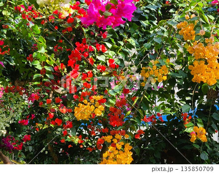 ブーゲンビリアの花 素材 背景 ブーゲンビリアの花 素材 背景 135850709