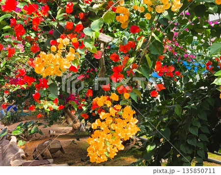 ブーゲンビリアの花　素材　背景 135850711