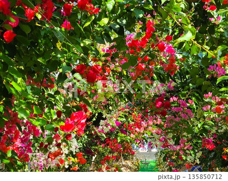 ブーゲンビリアの花　素材　背景 135850712