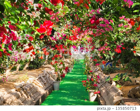 ブーゲンビリアの花　素材　背景 135850713