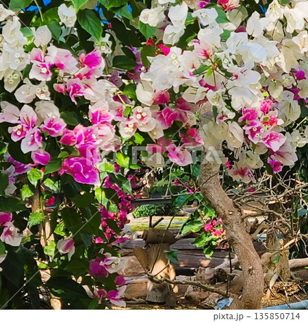 ブーゲンビリアの花　素材　背景 135850714