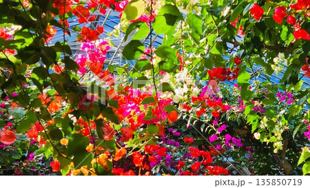 ブーゲンビリアの花　素材　背景 135850719