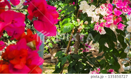 ブーゲンビリアの花　素材　背景 135850727