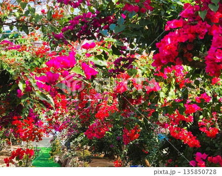 ブーゲンビリアの花　素材　背景 135850728