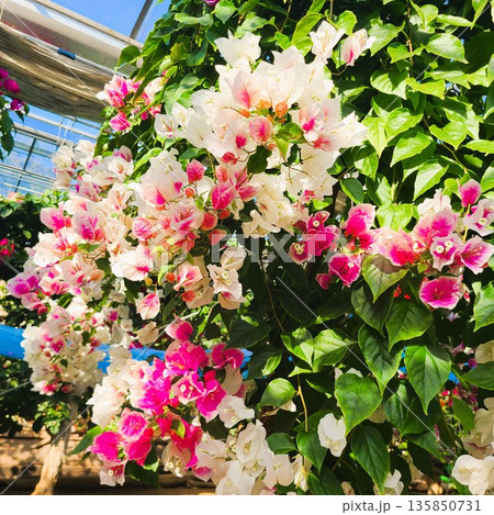 ブーゲンビリアの花 素材 背景 ブーゲンビリアの花 素材 背景 135850731