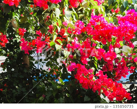 ブーゲンビリアの花　素材　背景 135850735