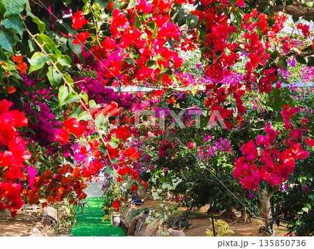 ブーゲンビリアの花 素材 背景 ブーゲンビリアの花 素材 背景 135850736