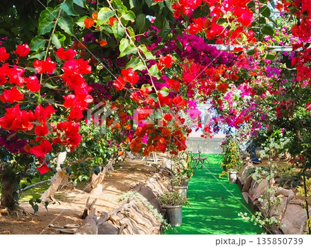 ブーゲンビリアの花　素材　背景 135850739
