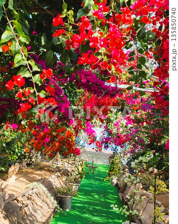 ブーゲンビリアの花　素材　背景 135850740