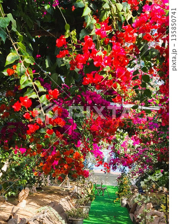 ブーゲンビリアの花 素材 背景 ブーゲンビリアの花 素材 背景 135850741
